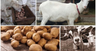 Je možné a jak správně dávat syrové brambory kozám, výhody produktu